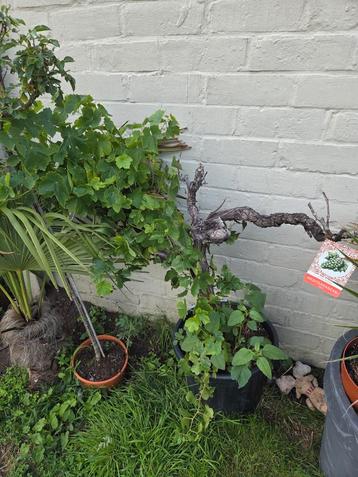 druivelaar beschikbaar voor biedingen