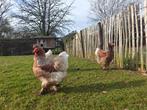 Brahma's haan met 6 hennen plus 2 leghennen, Dieren en Toebehoren, Pluimvee, Meerdere dieren, Kip