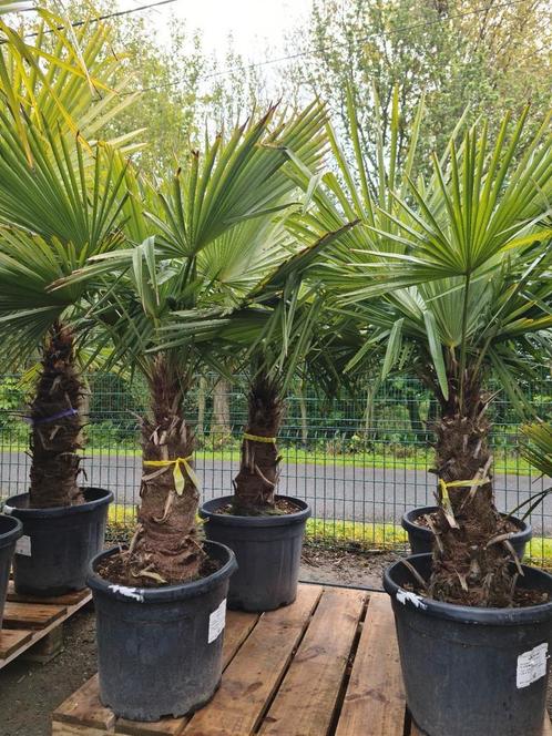 Palmboom Trachycarpus Fortunei - Winterharde palmbomen, Tuin en Terras, Planten | Bomen, Palmboom, Halfschaduw, Ophalen