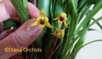 Orchidee Maxillaria variabilis, Ophalen of Verzenden