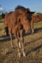 Knap hengst veulen Extra Z, Dieren en Toebehoren, Hengst, Z, Springpaard