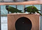 Couples de perroquets, Dieren en Toebehoren, Vogels | Parkieten en Papegaaien, Mannelijk
