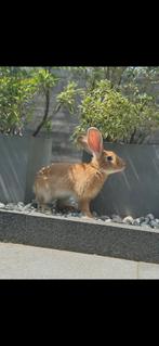Duitse reus, Dieren en Toebehoren, Konijnen
