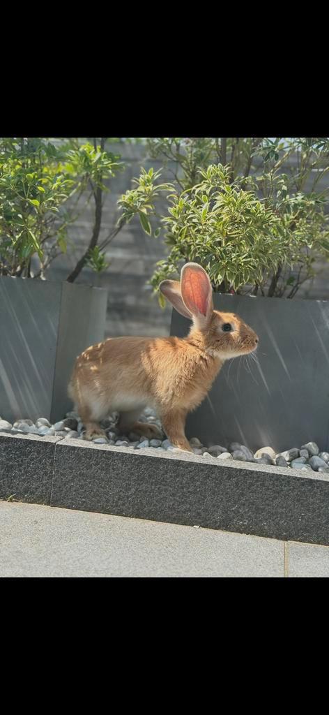 Duitse reus, Dieren en Toebehoren, Konijnen