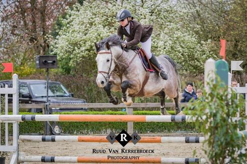 Geweldig springpaard te koop, Dieren en Toebehoren, Paarden, Ruin, M, 160 tot 165 cm, 11 jaar of ouder, Springpaard, Met stamboom