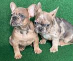 franse bulldog pups,merle,isabella, Dieren en Toebehoren, CDV (hondenziekte), Meerdere, Bulldog, 8 tot 15 weken