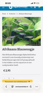 blauw oogjes, Dieren en Toebehoren, Vissen | Aquariumvissen
