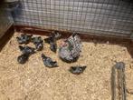 nestje wyandotte krielen, Dieren en Toebehoren, Meerdere dieren, Kip