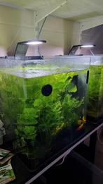 2 dennerle aquariums cube nano 60L met alles erbij voor, Dieren en Toebehoren, Vissen | Aquaria en Toebehoren, Ophalen, Zo goed als nieuw