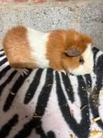 Us teddy cavia, Dieren en Toebehoren, Cavia, Mannelijk, Tam, September