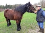 Trekpaard, Dieren en Toebehoren, Merrie, Tuigpaard, Gechipt, 11 jaar of ouder