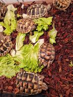 Landschildpadjes, Dieren en Toebehoren, Reptielen en Amfibieën, Schildpad