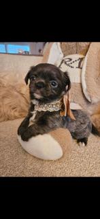 Chihuahua, Dieren en Toebehoren, België, Fokker | Hobbymatig, 8 tot 15 weken, CDV (hondenziekte)