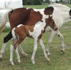 Ibero friese veulens/paarden, Dieren en Toebehoren, Paarden