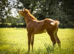 Veulen en fokmerrie, Merrie, Westernpaard, Met stamboom