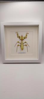 Frame van een duivels reuzenbidsprinkhaan, Ophalen of Verzenden, Nieuw, Insect, Opgezet dier