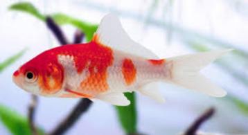 Goudvis & Sarasa - Carassius auratus beschikbaar voor biedingen