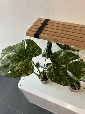 Monstera Thaï Constellation beschikbaar voor biedingen