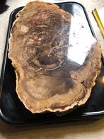 Fossiel hout Madagaskar 9,5 kilo aurocaria 200 mln jaar oud, Verzamelen, Ophalen of Verzenden, Fossiel