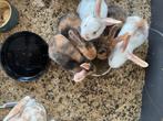 Konijntjes te koop, Dieren en Toebehoren, Konijnen, Meerdere dieren, Klein, 0 tot 2 jaar