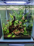 10 platy's, Dieren en Toebehoren, Vissen | Aquariumvissen, Vis, Zoetwatervis, Schoolvis