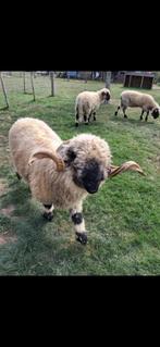 walliser schwarznase ram., Dieren en Toebehoren, Schapen, Geiten en Varkens, Mannelijk, Schaap, 3 tot 5 jaar