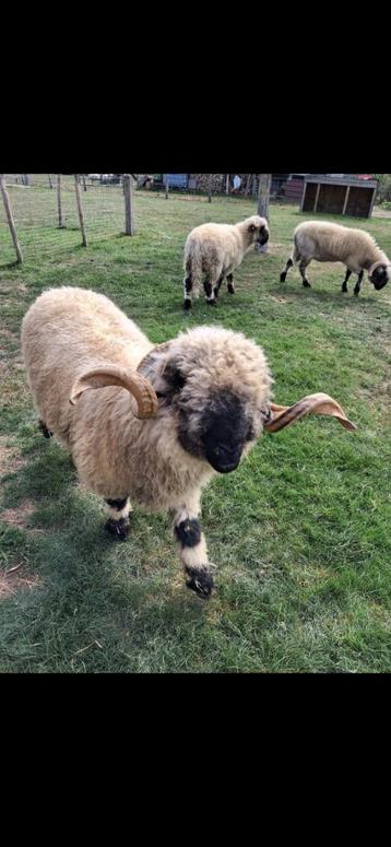 walliser schwarznase ram. beschikbaar voor biedingen