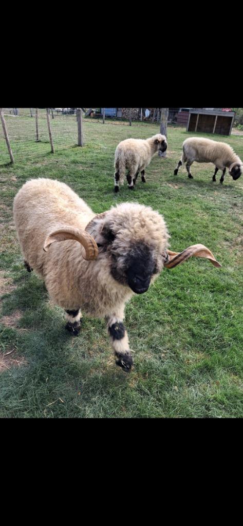 walliser schwarznase ram., Dieren en Toebehoren, Schapen, Geiten en Varkens, Schaap, Mannelijk, 3 tot 5 jaar