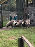 Blauwe pauwen, Animaux & Accessoires, Moutons, Chèvres & Cochons