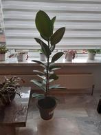 Te koop Ficus, Huis en Inrichting, Kamerplanten, Ophalen, Ficus