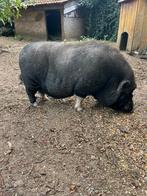 Gratis hangbuikzwijntjes, Dieren en Toebehoren, Mannelijk, Varken, 3 tot 5 jaar