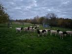 Kudde Dorper schapen, Dieren en Toebehoren, Schapen, Geiten en Varkens, Meerdere dieren, Schaap, 0 tot 2 jaar