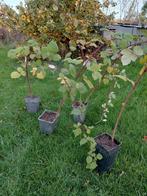 Japanse wijnbes 10 stuks, Ophalen