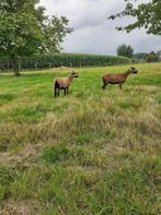 Kameroenschapen 2 ooien 220€ snel afhalen, Dieren en Toebehoren, Vrouwelijk, Schaap, 3 tot 5 jaar