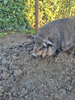 Hangbuikzwijntje, Dieren en Toebehoren, Vrouwelijk, Varken, 0 tot 2 jaar