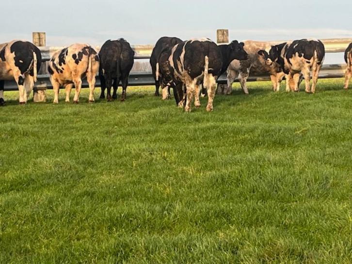 UNIEK LOT WIT- BLAUWE VAARZEN VAN STOPZETTING TE KOOP, Animaux & Accessoires, Bovins, Plusieurs animaux, 0 à 2 ans