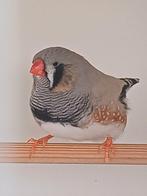 Grote zebravink., Dieren en Toebehoren, Vogels | Overige Vogels, Mannelijk, Tropenvogel