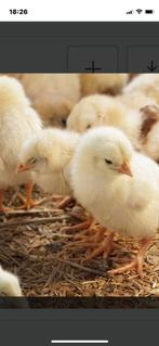 kuikentjes, Dieren en Toebehoren, Geslacht onbekend, Kip
