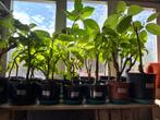 Brugmansia planten wit, geel of roze, Tuin en Terras, Ophalen