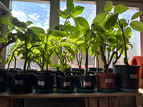Brugmansia planten wit, geel of roze, Tuin en Terras, Planten | Tuinplanten, Ophalen