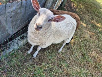 Schaap bok beschikbaar voor biedingen
