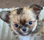 Chihuahua pup, Dieren en Toebehoren, CDV (hondenziekte), België, Fokker | Hobbymatig, Reu