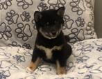 Shiba inu pups, Dieren en Toebehoren, België, 8 tot 15 weken, CDV (hondenziekte), Poolhond