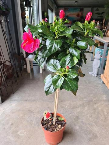 Hibiscus op stam rood beschikbaar voor biedingen