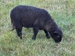 schaap en lam, Dieren en Toebehoren, Vrouwelijk, Schaap