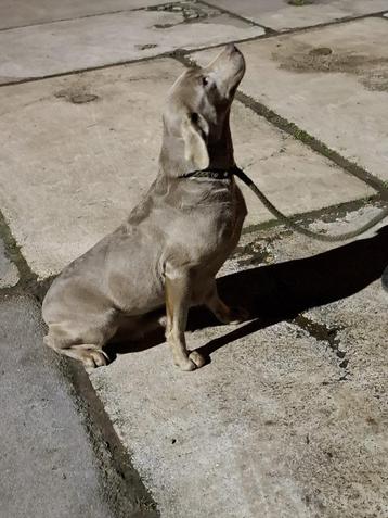 Zilveren labrador beschikbaar voor biedingen