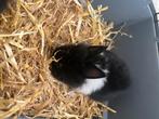 Bébé lapin angora à vendre, Klein, Geslacht onbekend, 0 tot 2 jaar