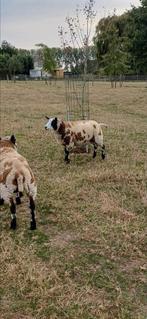 baggerbont schaap, Dieren en Toebehoren, Schapen, Geiten en Varkens, Vrouwelijk, Schaap, 0 tot 2 jaar