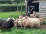 schaap, Animaux & Accessoires, Moutons, Chèvres & Cochons, Mouton, Mâle, 0 à 2 ans