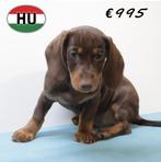 Kortharige Dwerg Teckel puppy's - te koop, Dieren en Toebehoren, 15 weken tot 1 jaar, Handelaar, CDV (hondenziekte), Dwerg